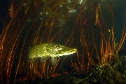 ../foto/ridottexsito/255_103_Pike between waterlilies.jpg